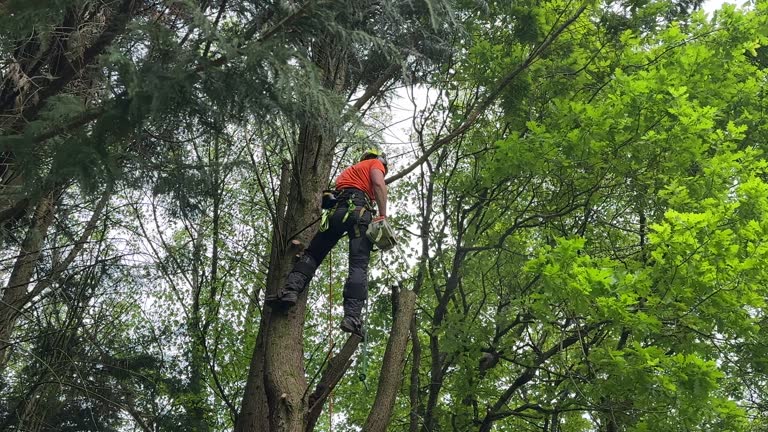 How Our Tree Care Process Works  in  Montrose, MI